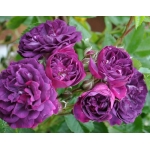 Bleu Magenta / Блю Маджента